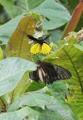 Troides helena cerberus