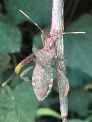 Elasmopoda