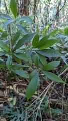 Nothaphoebe konishii