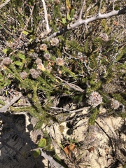 Serruria trilopha
