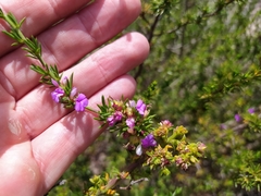 Muraltia macropetala