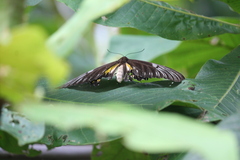 Troides helena cerberus