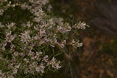 Hakea trifurcata