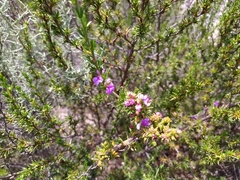 Muraltia macropetala