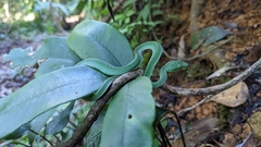 Trimeresurus stejnegeri
