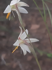 Hesperantha