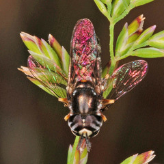 Paragus
