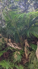 Calamus beccarii