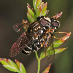 Paragus