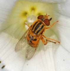 Parhelophilus versicolor