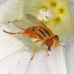 Parhelophilus versicolor