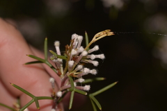Hakea trifurcata