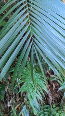Calamus beccarii