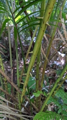 Calamus beccarii