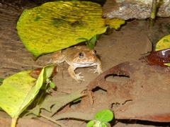 Limnonectes fujianensis