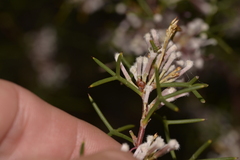 Hakea trifurcata