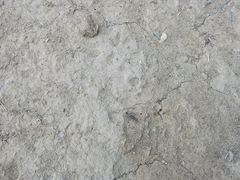 Acrotylus