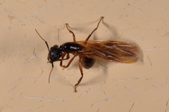 Myrmotarsus