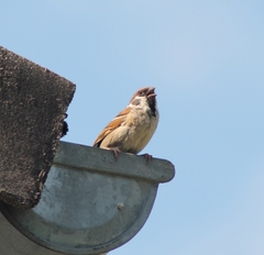 Passer montanus montanus
