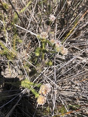 Serruria trilopha