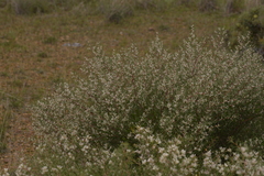 Hakea trifurcata