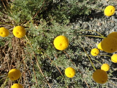 Oncosiphon pilulifer