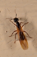 Myrmotarsus