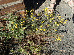 Oncosiphon pilulifer