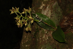 Dendrobium macrophyllum