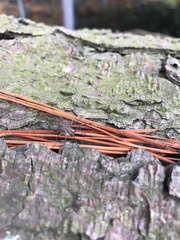 Oligolophus