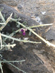 Polygala mascatensis