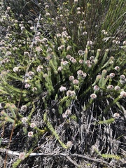 Serruria trilopha