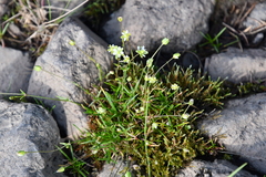 Sagina saginoides
