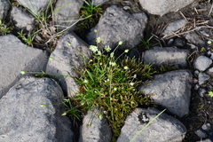 Sagina saginoides