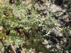 Oncosiphon pilulifer