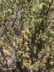 Cliffortia polygonifolia