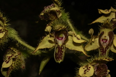 Dendrobium macrophyllum