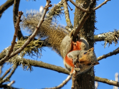 Pallas' Squirrel, photo 6 of 10