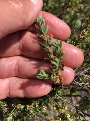 Cliffortia polygonifolia