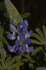 Lupinus cosentinii