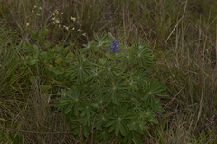 Lupinus cosentinii