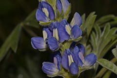 Lupinus cosentinii