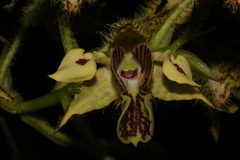 Dendrobium macrophyllum