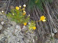 Ursinia paleacea