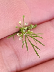 Cyclospermum leptophyllum