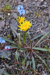 Taraxacum macilentum