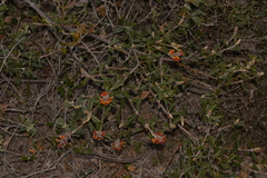 Gastrolobium polystachyum