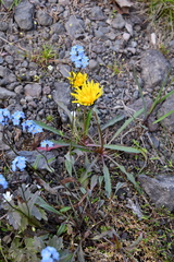 Taraxacum macilentum