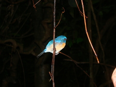 Cyornis turcosus