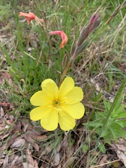 Oenothera drummondii